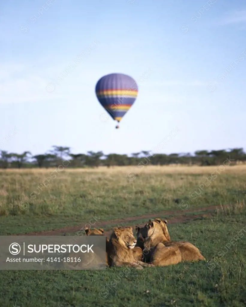balloon safari passing near to resting pride of african lion panthera leo masai mara national reserve kenya