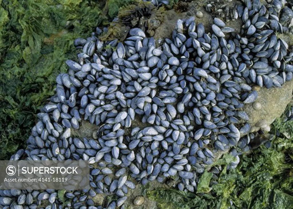 blue mussels mytilus edulis chilensis large cluster on rock. westpoint island falkland islands south atlantic.