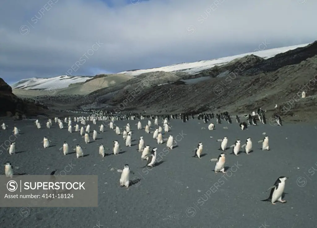 chinstrap penguins pygoscelis antarctica walking to sea to feed. bailey head deception island antarctica. 