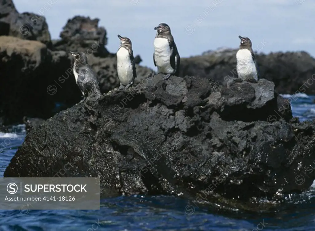 galapagos penguin group on rock spheniscus mendiculus bartholomew galapagos islands pacific. 