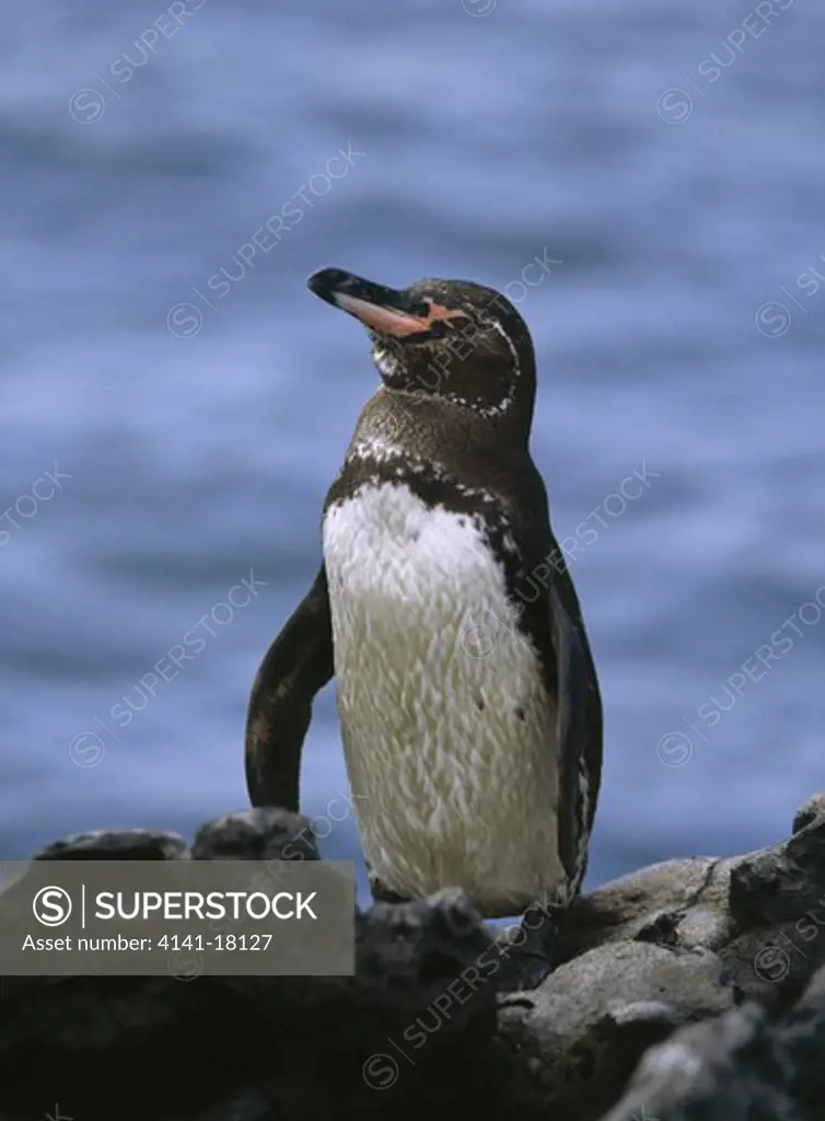 galapagos penguin spheniscus mendiculus bartholomew galapagos islands pacific. 