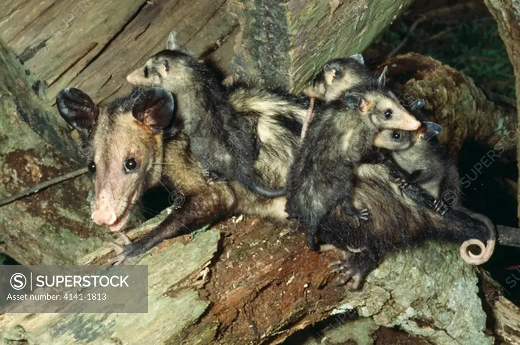 southern opossum didelphis marsupialis female carrying young. french guiana, south america 