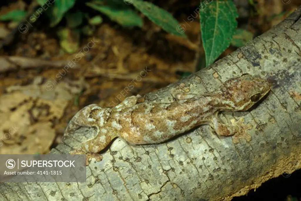 turniptail gecko thecadactylus rapicauda french guiana, south america 