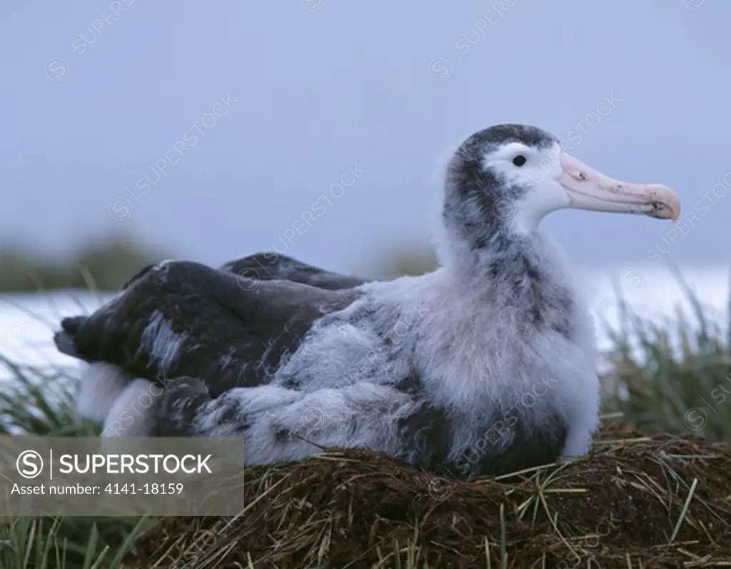 wandering albatross diomedea exulans young at nest albatross island south georgia >>