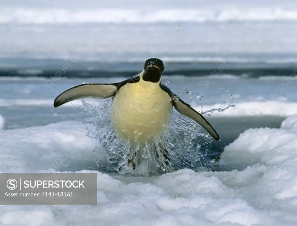 emperor penguin toboganning aptenodytes forsteri atka bay weddel sea antarctica.