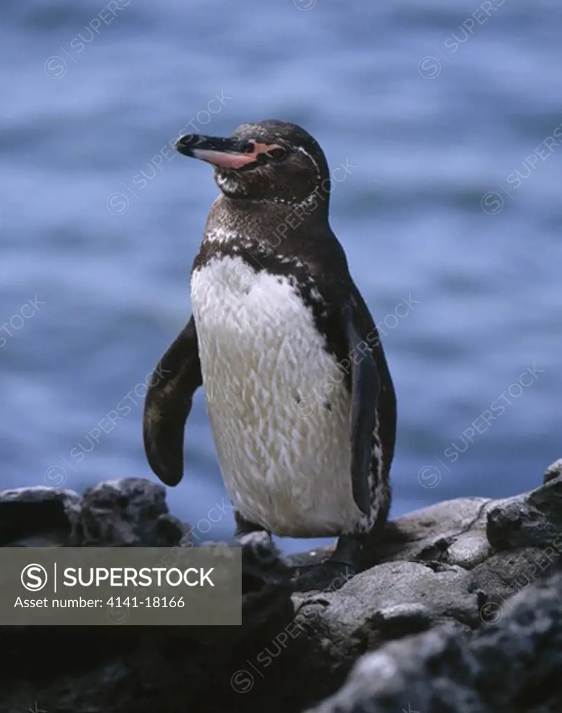 galapagos penguin speniscus mendiculus sullivan bay santiago island galapagos islands ecuador.