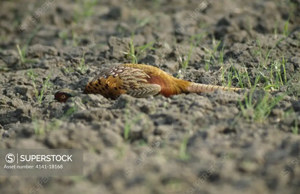 pheasant male hiding phasianus colchicus