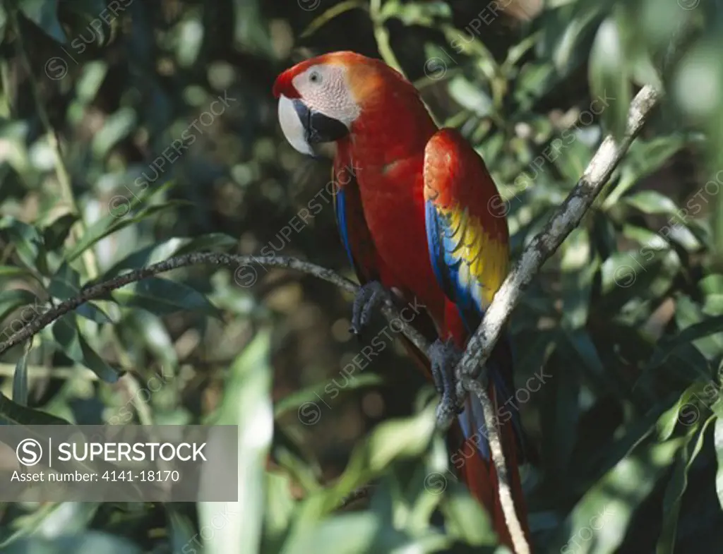 scarlet macaw ara macao