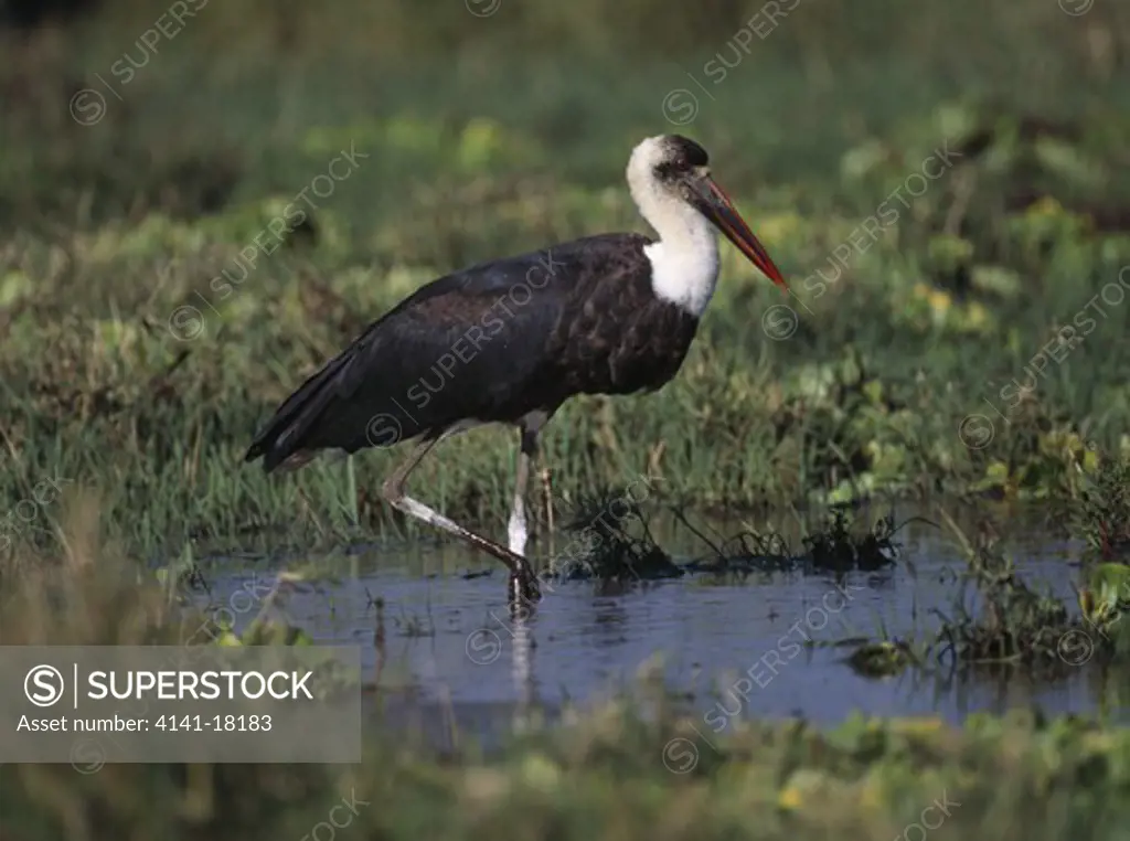 woolly-necked stork ciconia episcopus looking for food in pond masai mara national reserve kenya.