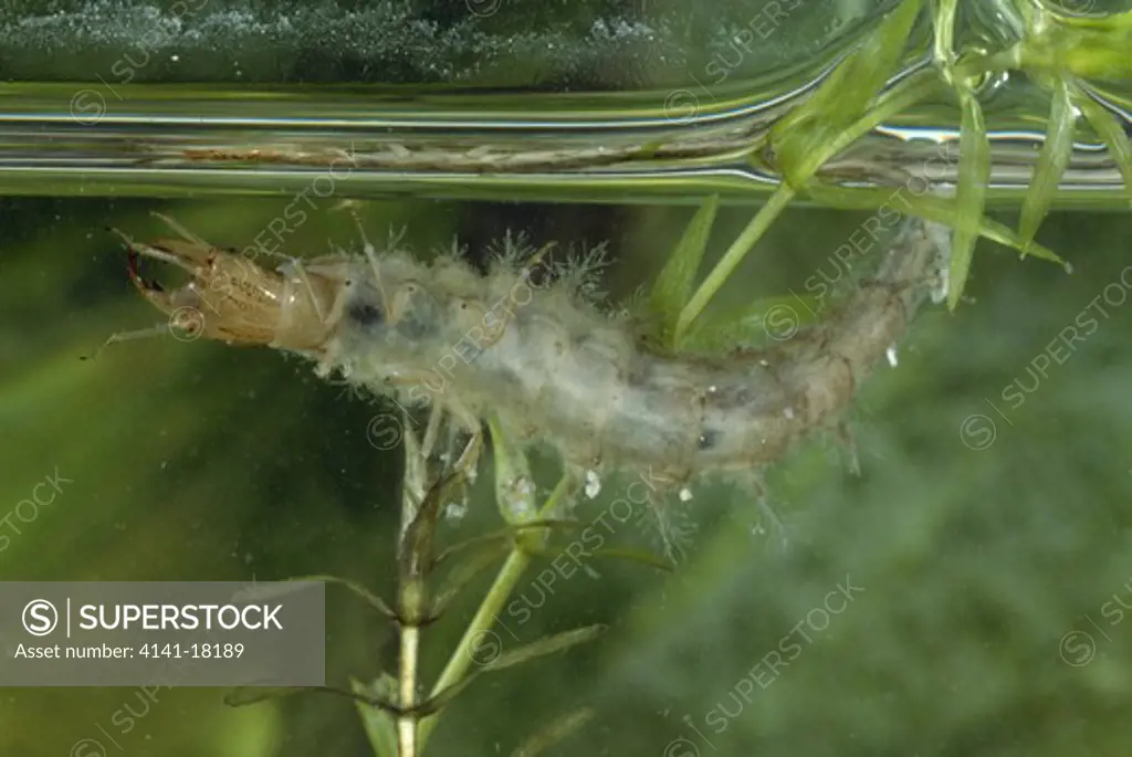 great silver water beetle larva hydrophilus caraboides