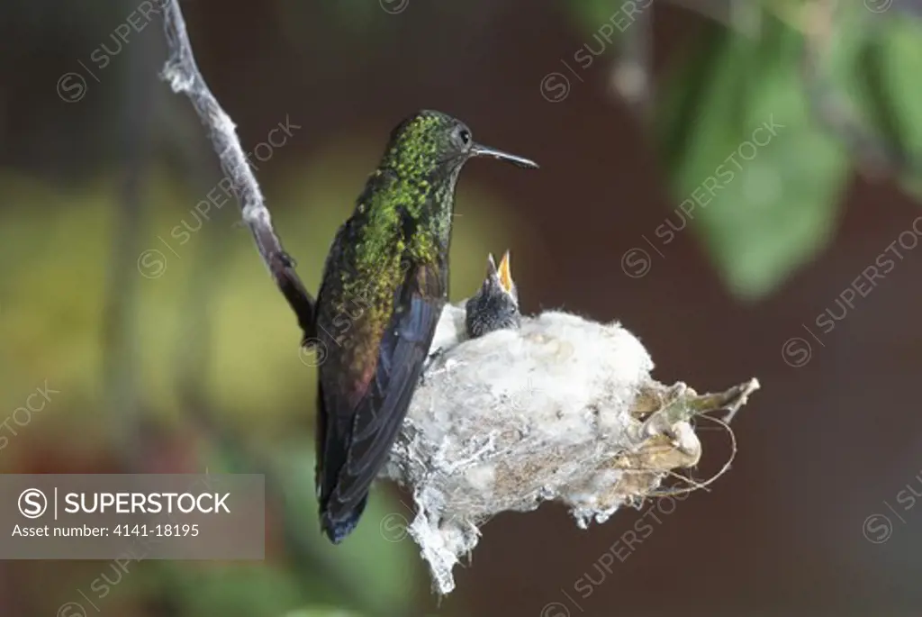 copper-rumped hummingbird amazilia tobaci at nest with young tobago west indies.