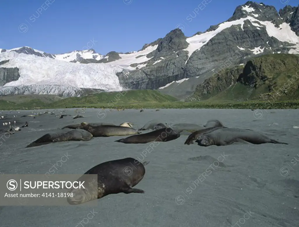 southern elephant seal mirounga leonina resting on beach gold harbour south georgia antarctica.