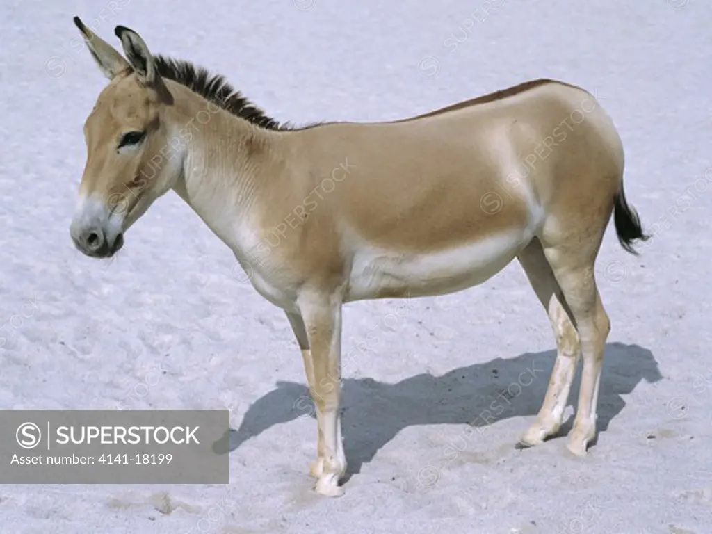 persian onager equus hemionus onager native to iran.