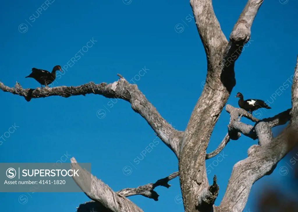 muscovy ducks perched in tree cairina moschata brazil, south america