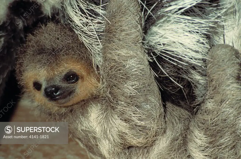 three-toed sloth young bradypus tridactylus clinging to mother