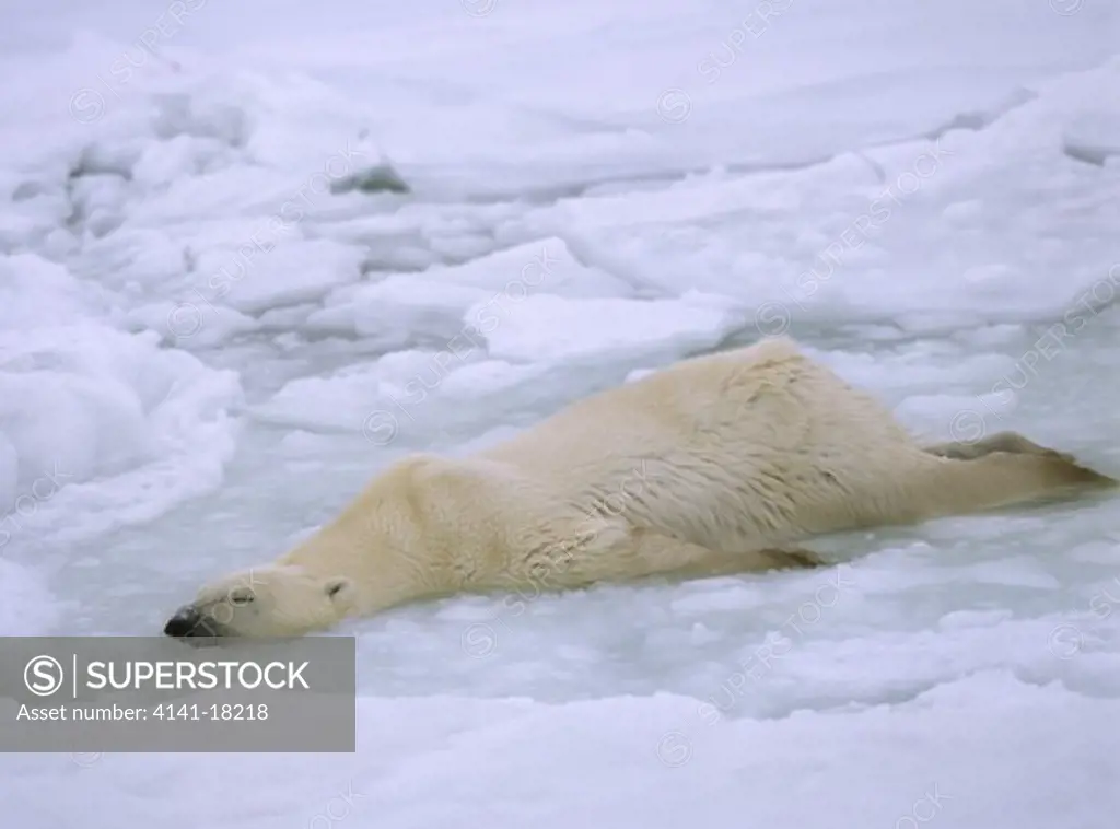 polar bear ursus maritimus lying on his belly in ice pool cooling himself. manitoba canada.