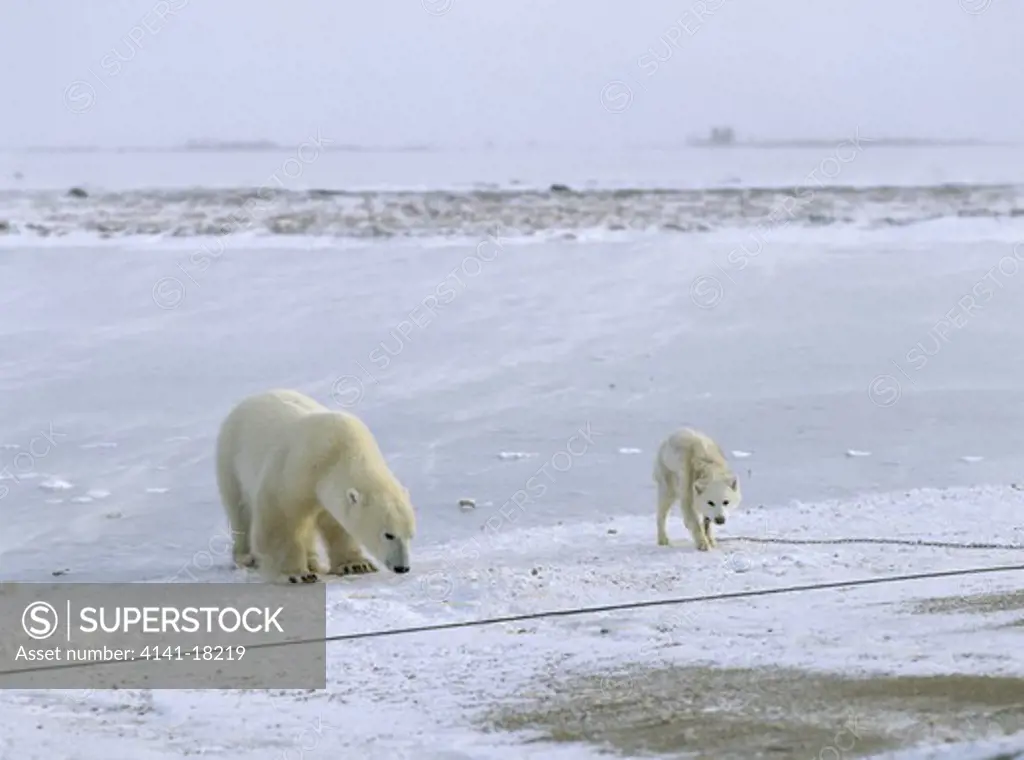 polar bear ursus maritimus and canadian eskimo dog. churchill hudson bay canada
