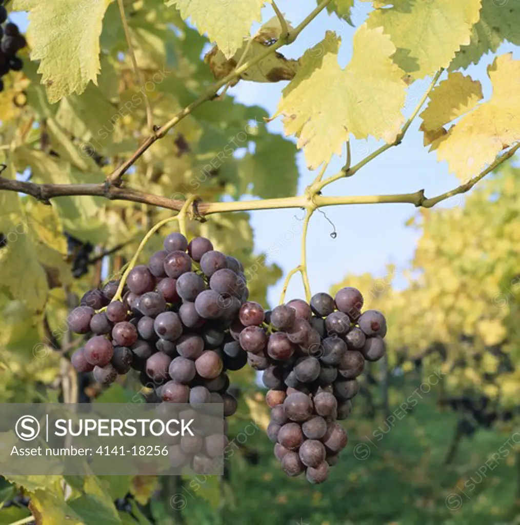 red grapes ripe vitis vinifera leaves already in autumn colours germany.