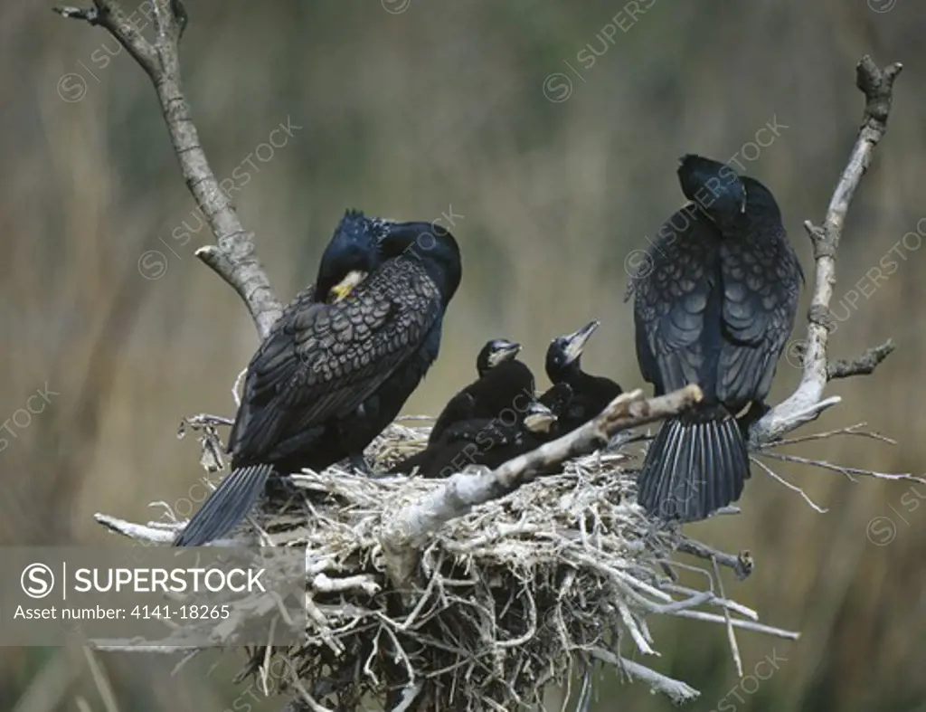 cormorant pair at nest with young phalacrocorax carbo holland