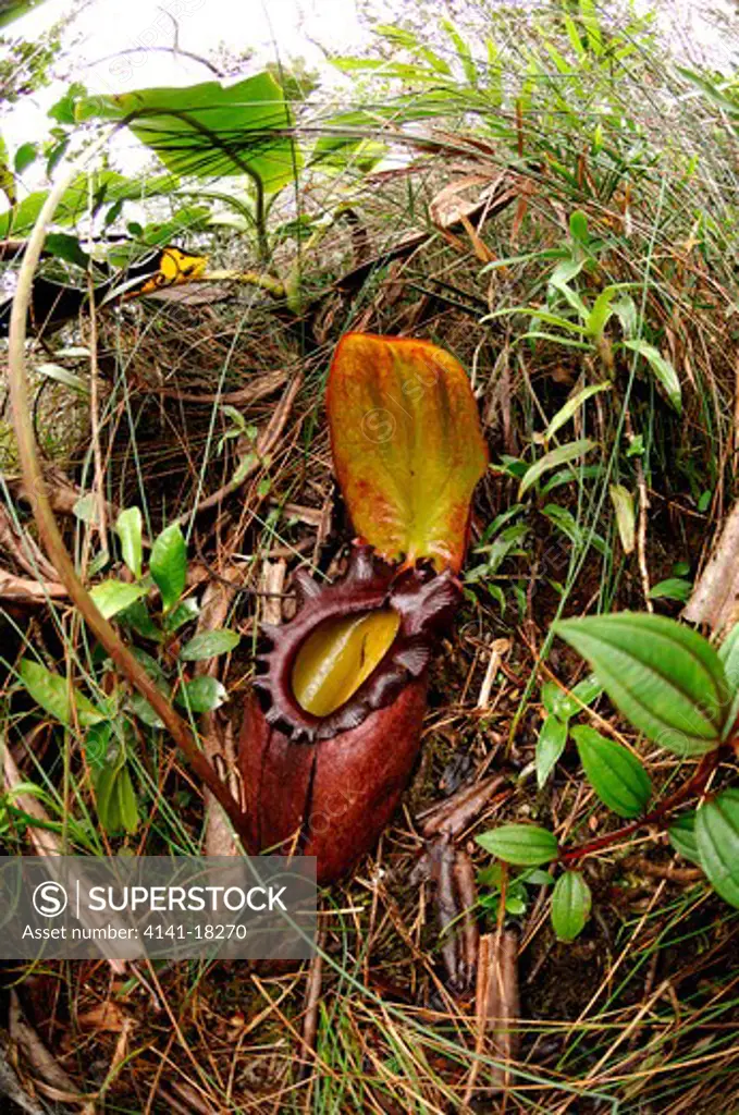pitcher plant nepenthes rajah sabah, borneo