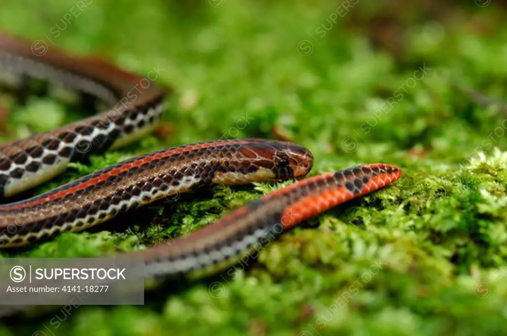 banded coral snake maticora intestinalis malaysia