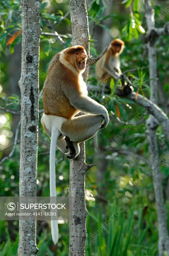 proboscis monkey male nasalis larvatus calling borneo