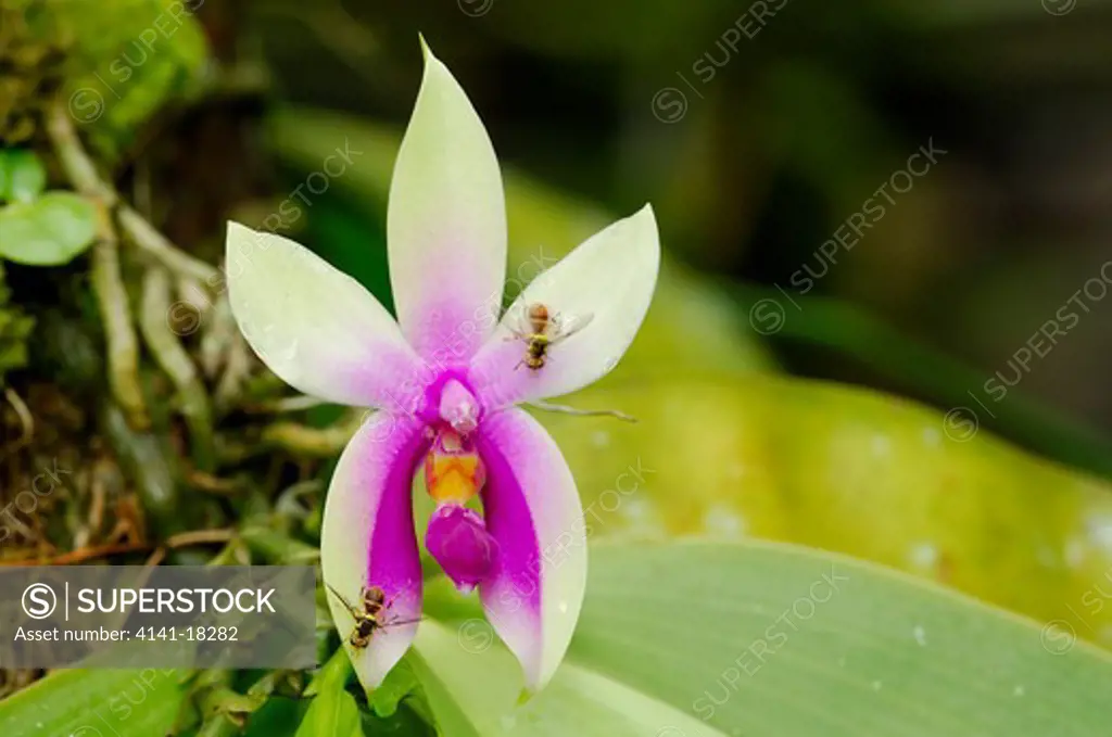 orchid phalaenopsis bellina borneo
