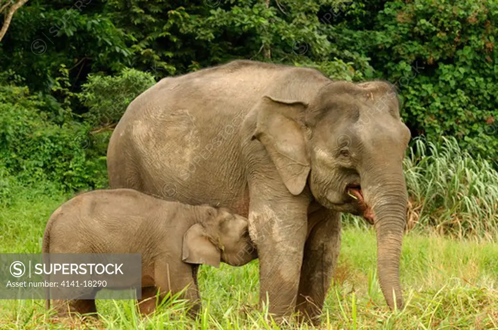 bornean asian elephant elephas maximus mother and young borneo.