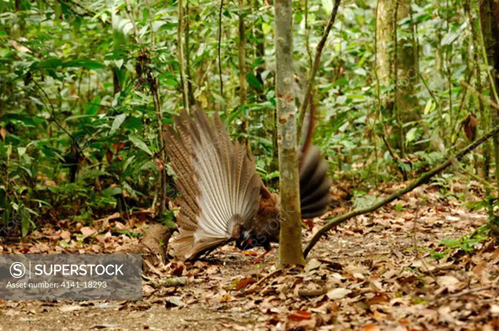 great argus pheasant argusianus argus displaying sabah, malaysia