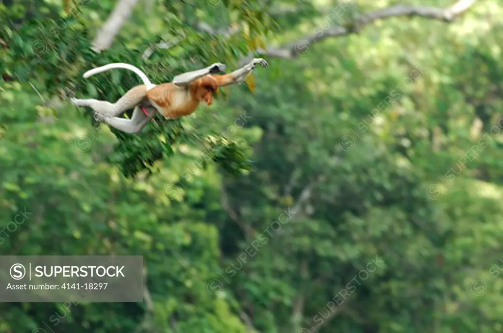 proboscis monkey male nasalis larvatus jumping borneo