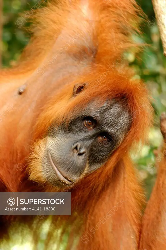 orangutan pongo pygmaeus gunung leuser, indonesia