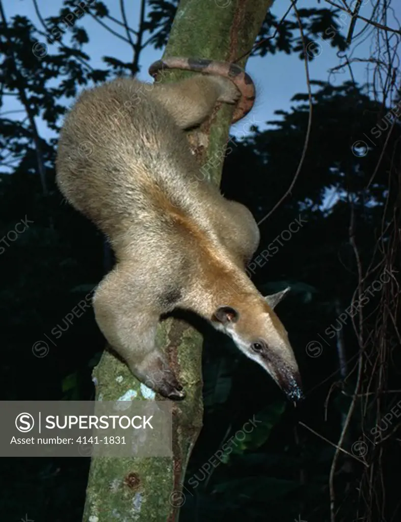 three-toed anteater or tamandua tamandua tetradactyla showing tongue 