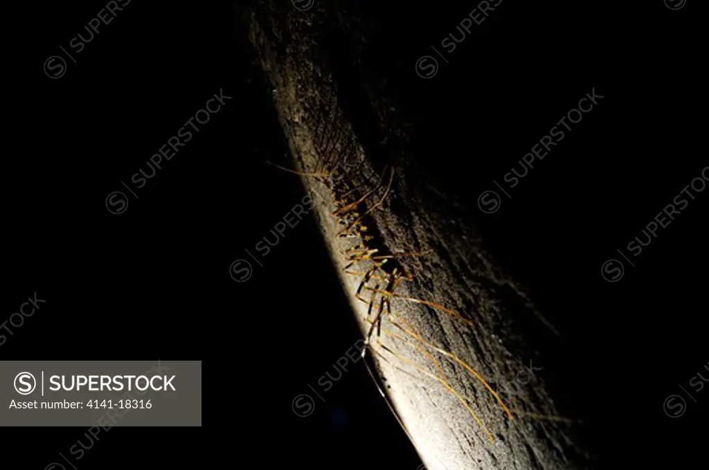 long-legged centipede scutigera coleoptrata in cave sabah, borneo, malaysia