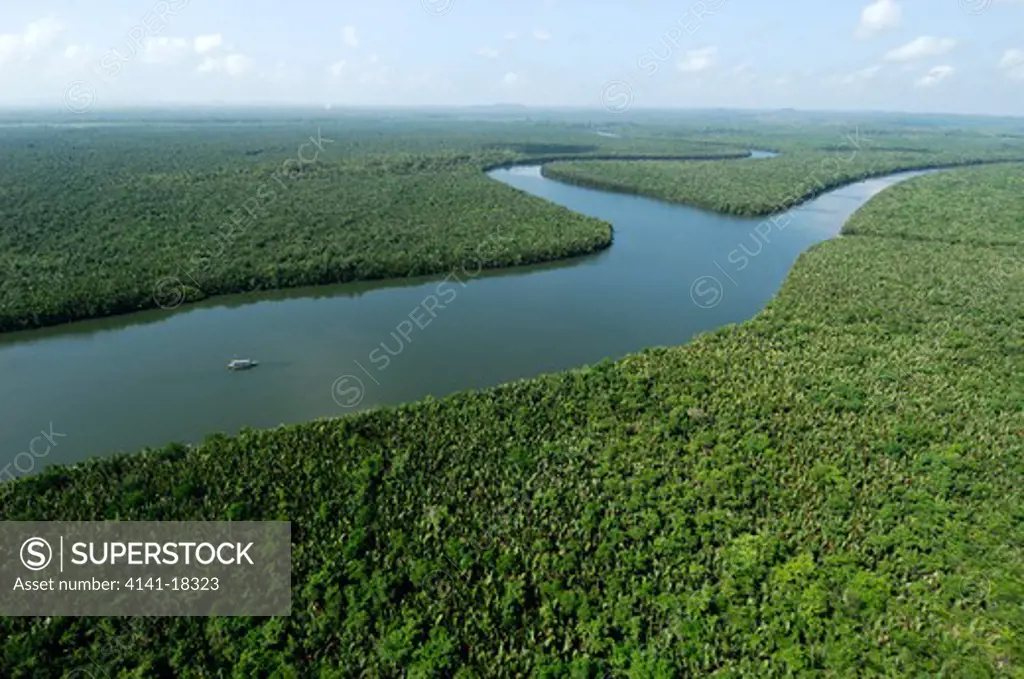 mangrove forest sabah, borneo.