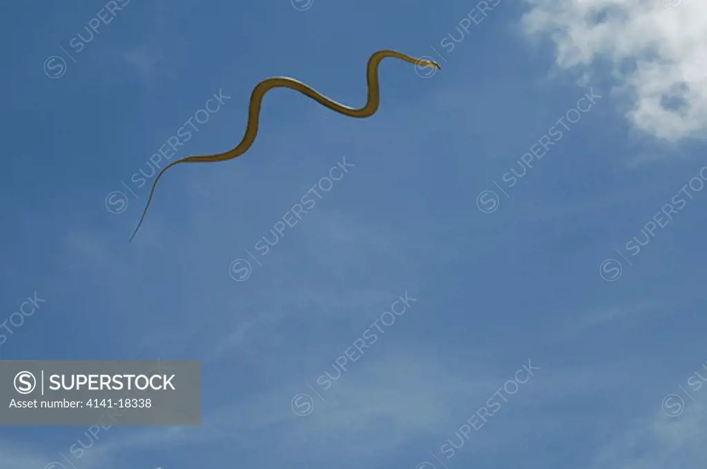 paradise flying snake chrysopelea paradisi sabah, borneo, malaysia