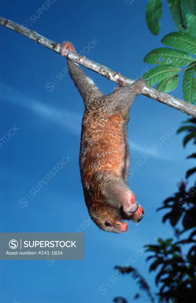 two-toed anteater cyclopes didactylus hanging