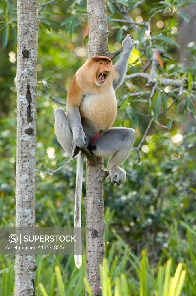 proboscis monkey nasalis larvatus male malaysia