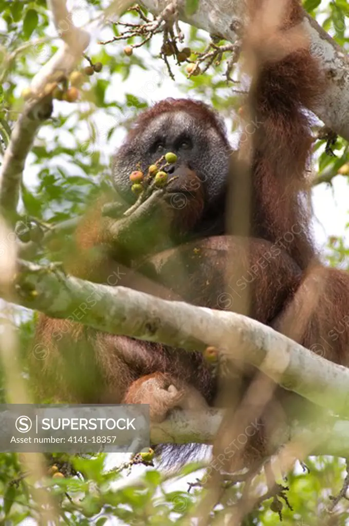 orangutan wild pongo pygmaeus malaysia