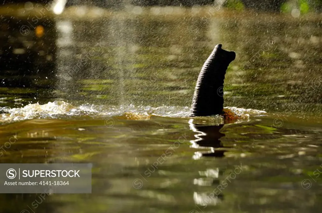 bornean asian elephant elephas maximus swimming, using trunk to breath underwater borneo