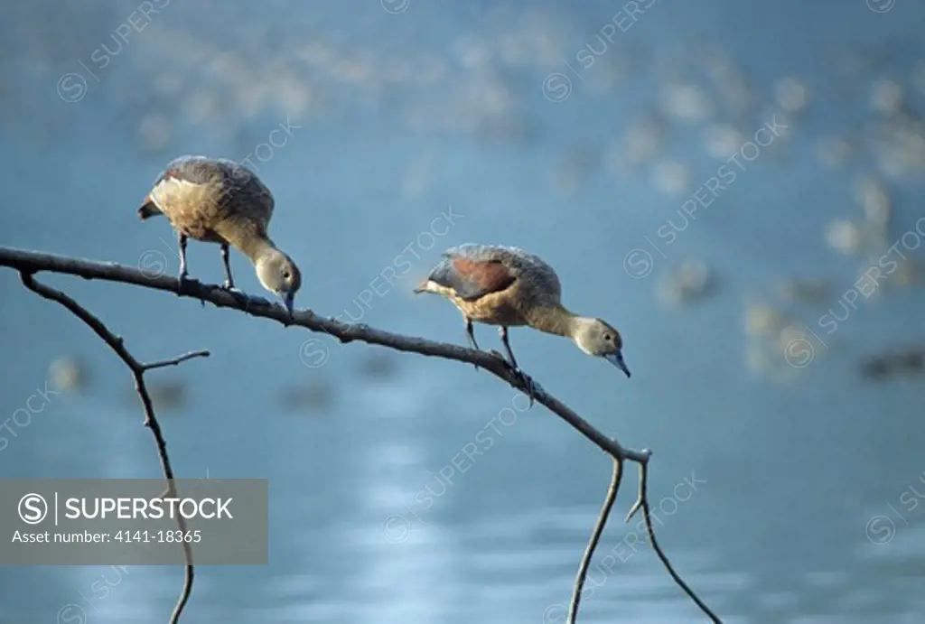 lesser whistling ducks dendrocygna javanica on branch (winter visitor to india) 