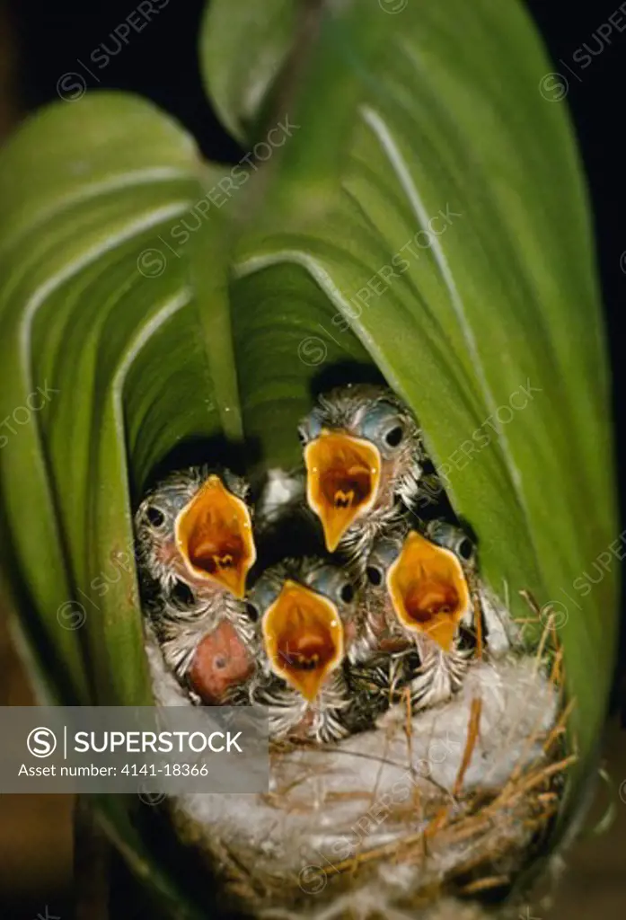 long-tailed tailorbird orthotomus sutorius young in nest india 
