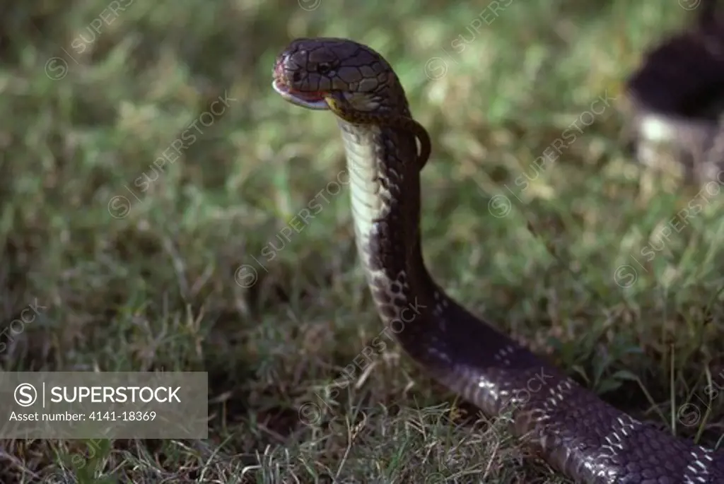 king cobra naja hanna swallowing snake prey india (world's longest venomous snake) 