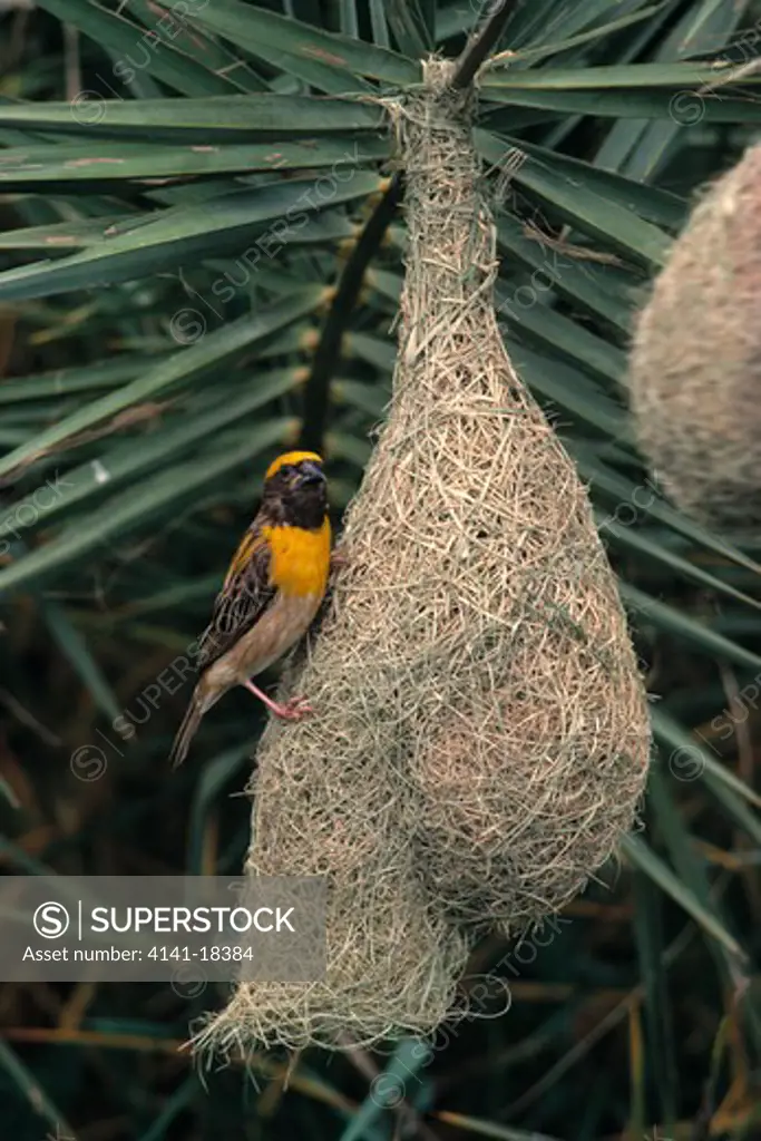 baya weaver ploceus philippinus male at nest india 
