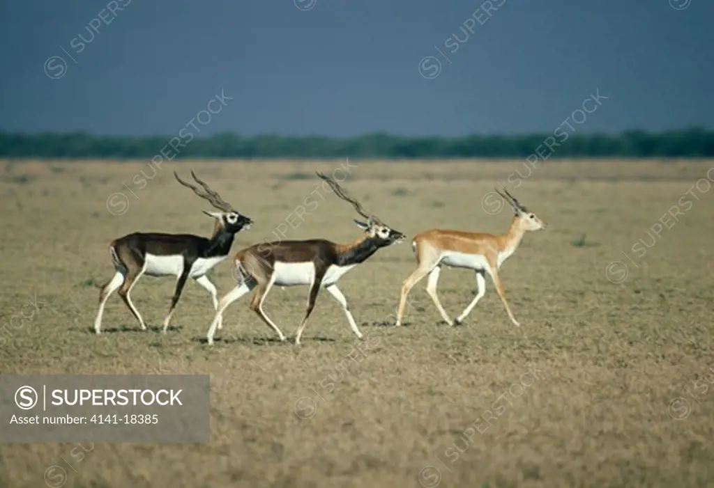 blackbuck group antilope cervicapra india 