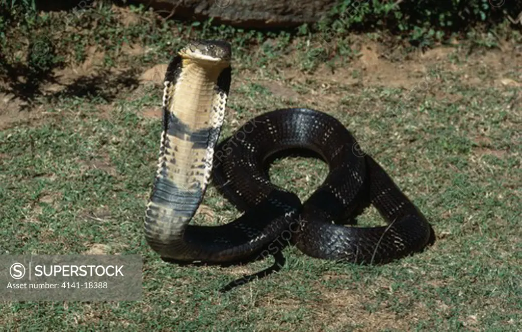 king cobra naja hanna (world's longest venomous snake)