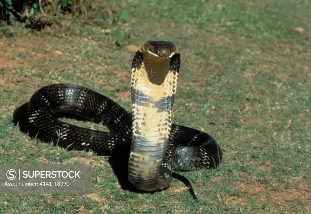 king cobra ophiophagus hanna india world's longest venomous snake 