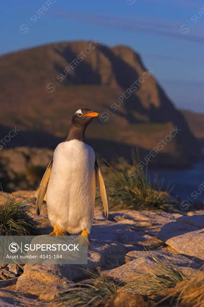 gentoo penguin pygoscelis papua papua falkland islands