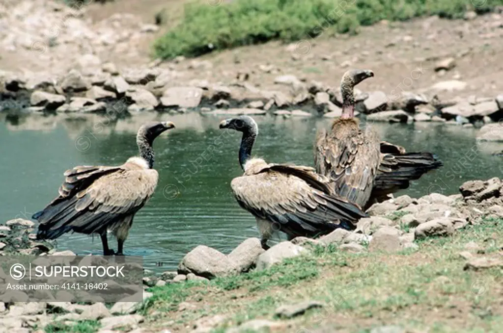 long-billed griffon vulture gyps indicus (rare species) india 