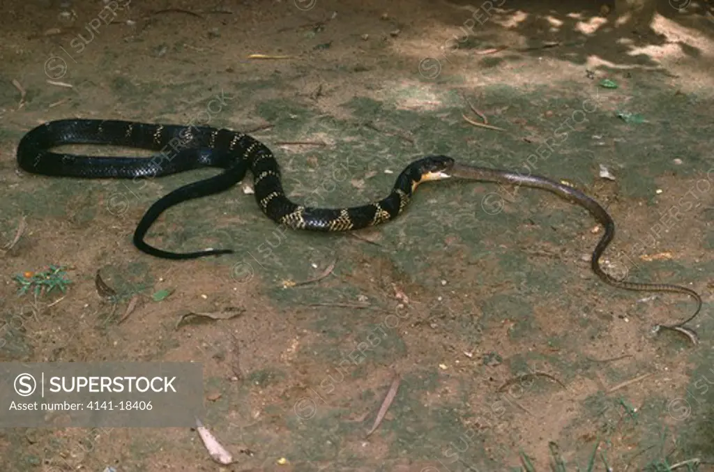 king cobra eating snake prey naja hanna 