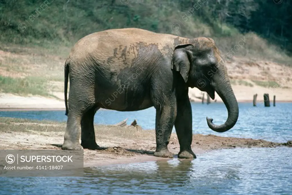 indian or asian elephant female elephas maximus bengalensis india 